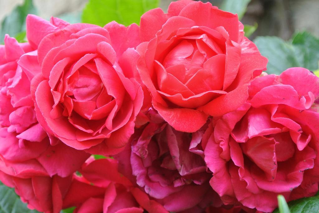 Bed and Breakfast Domaine La Rose Caylus Zimmer foto